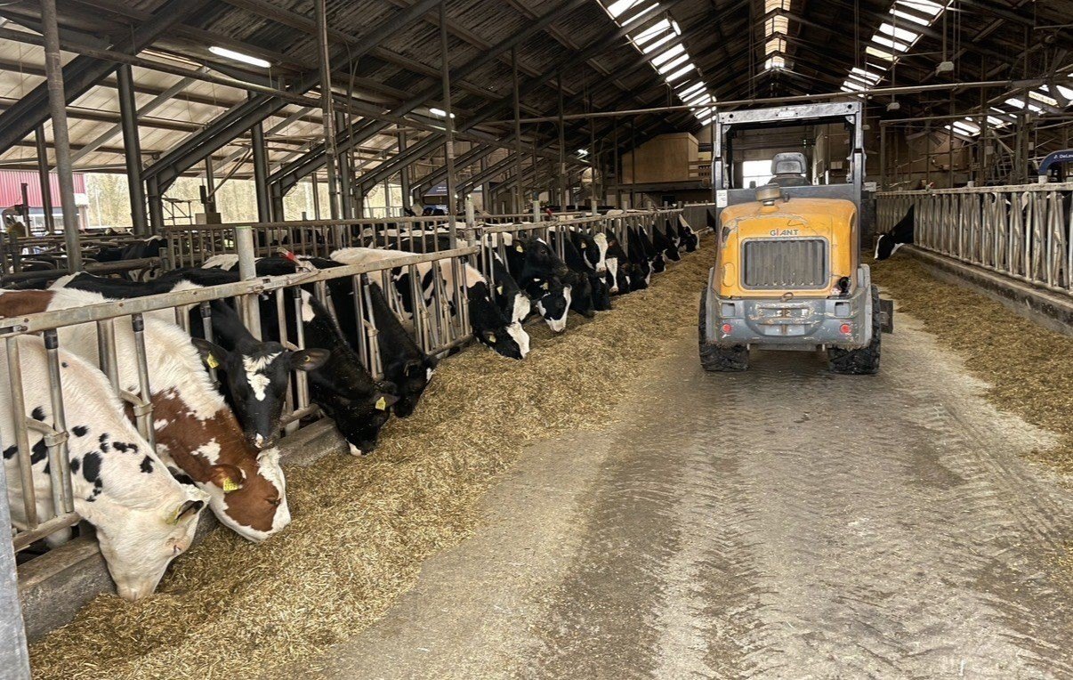 Veestal met koeien aan het voerhek en een shovel in de voergang, op het terrein van een onderwijscampus.
